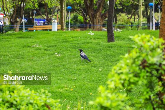 گزارش تصویری | بوستان کوهسنگی
