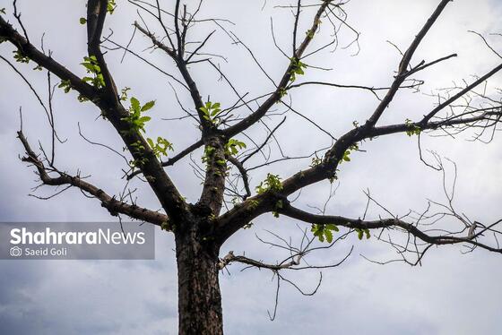 گزارش تصویری | بوستان کوهسنگی
