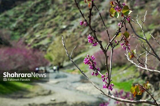 گزارش تصویری | دره «ارغوان» مشهد