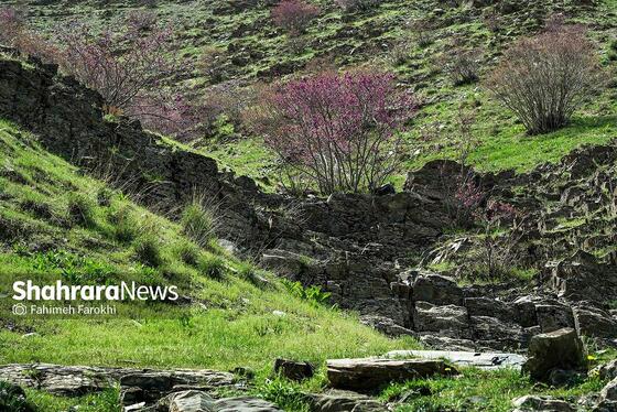 گزارش تصویری | دره «ارغوان» مشهد