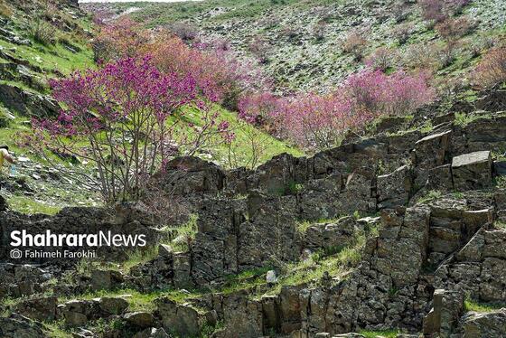 گزارش تصویری | دره «ارغوان» مشهد