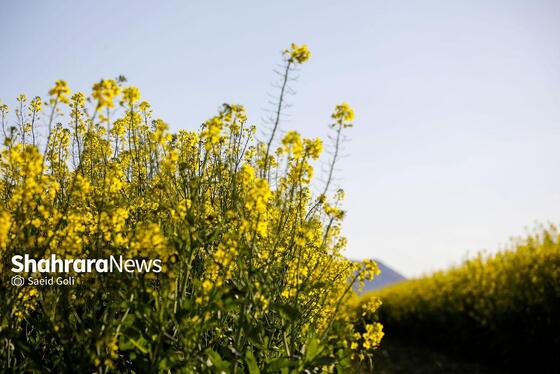 گزارش تصویری | مزارع «کلزا» در نزدیکی مشهد