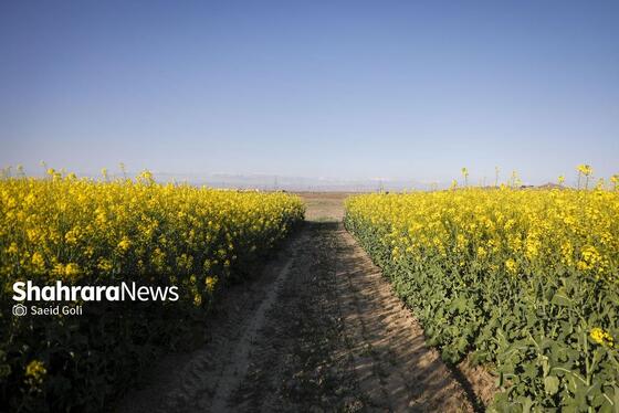 گزارش تصویری | مزارع «کلزا» در نزدیکی مشهد