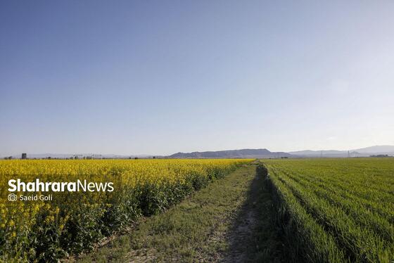 گزارش تصویری | مزارع «کلزا» در نزدیکی مشهد