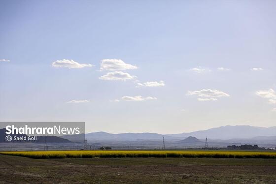 گزارش تصویری | مزارع «کلزا» در نزدیکی مشهد