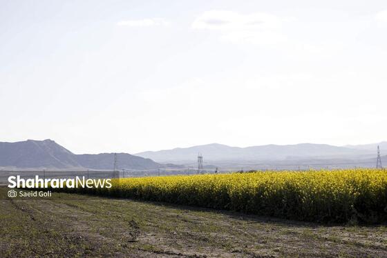 گزارش تصویری | مزارع «کلزا» در نزدیکی مشهد