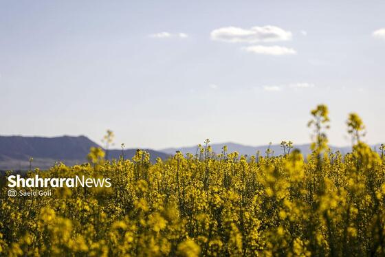 گزارش تصویری | مزارع «کلزا» در نزدیکی مشهد
