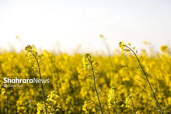 گزارش تصویری | مزارع «کلزا» در نزدیکی مشهد