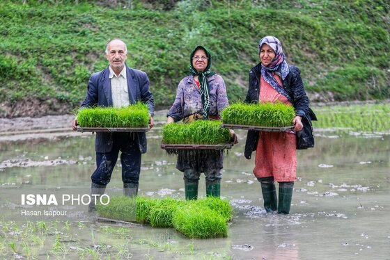 ایران زیباست | بانک نشاء برنج