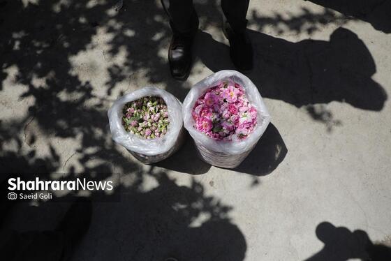 گزارش تصویری | جشن گل‌های محمدی روستای فرخد خراسان رضوی