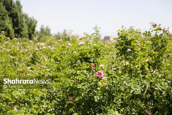 گزارش تصویری | جشن گل‌های محمدی روستای فرخد خراسان رضوی