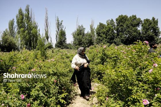 گزارش تصویری | جشن گل‌های محمدی روستای فرخد خراسان رضوی