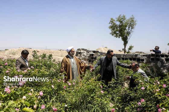 گزارش تصویری | جشن گل‌های محمدی روستای فرخد خراسان رضوی