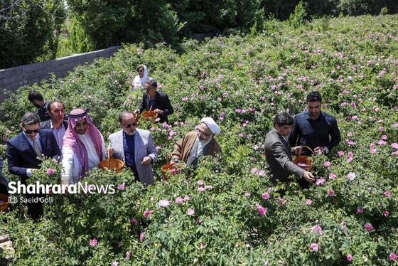 گزارش تصویری | جشن گل‌های محمدی روستای فرخد خراسان رضوی