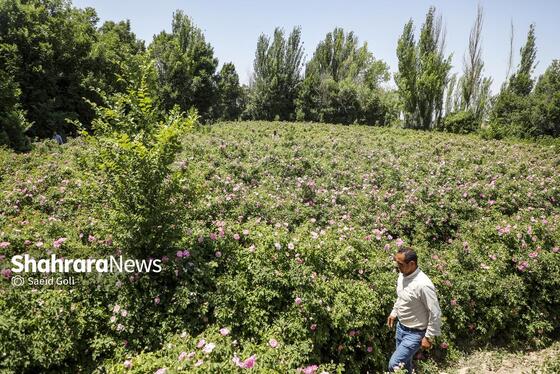 گزارش تصویری | جشن گل‌های محمدی روستای فرخد خراسان رضوی