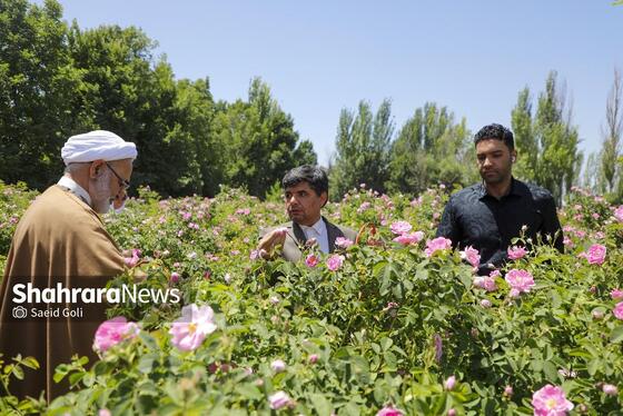 گزارش تصویری | جشن گل‌های محمدی روستای فرخد خراسان رضوی