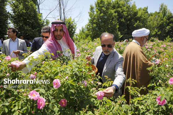 گزارش تصویری | جشن گل‌های محمدی روستای فرخد خراسان رضوی