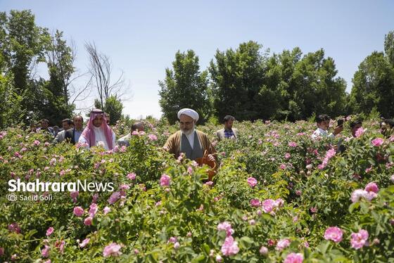 گزارش تصویری | جشن گل‌های محمدی روستای فرخد خراسان رضوی