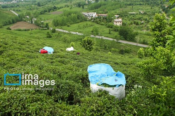 ایران زیباست | چای ایرانی