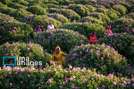 ایران زیباست | گل و گلاب میمند