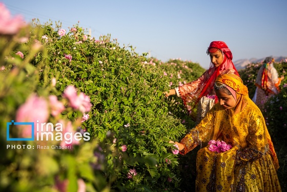 ایران زیباست | گل و گلاب میمند