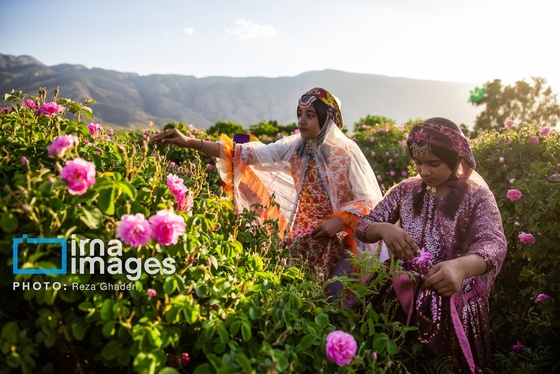 ایران زیباست | گل و گلاب میمند
