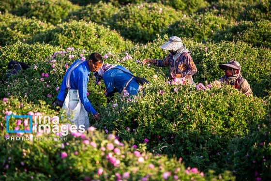 ایران زیباست | گل و گلاب میمند