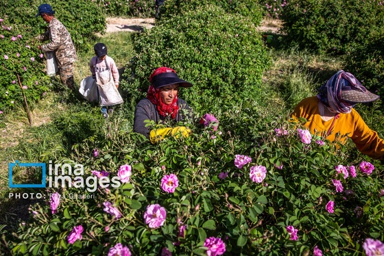 ایران زیباست | گل و گلاب میمند