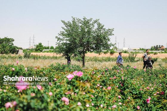 گزارش تصویری | برداشت گل محمدی از روستای فرخد «قمصر خراسان»