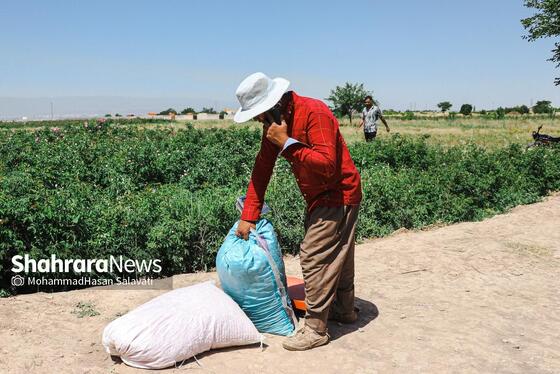 گزارش تصویری | برداشت گل محمدی از روستای فرخد «قمصر خراسان»