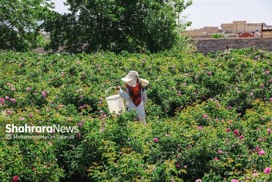 گزارش تصویری | برداشت گل محمدی از روستای فرخد «قمصر خراسان»