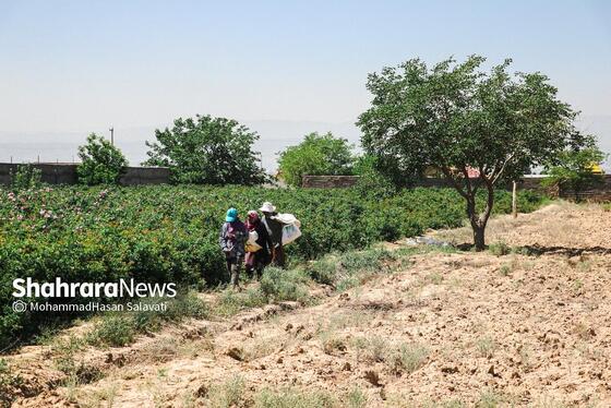 گزارش تصویری | برداشت گل محمدی از روستای فرخد «قمصر خراسان»