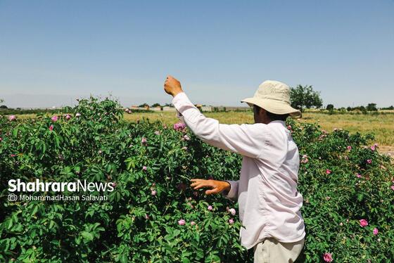 گزارش تصویری | برداشت گل محمدی از روستای فرخد «قمصر خراسان»