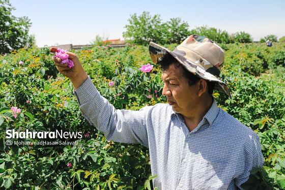 گزارش تصویری | برداشت گل محمدی از روستای فرخد «قمصر خراسان»