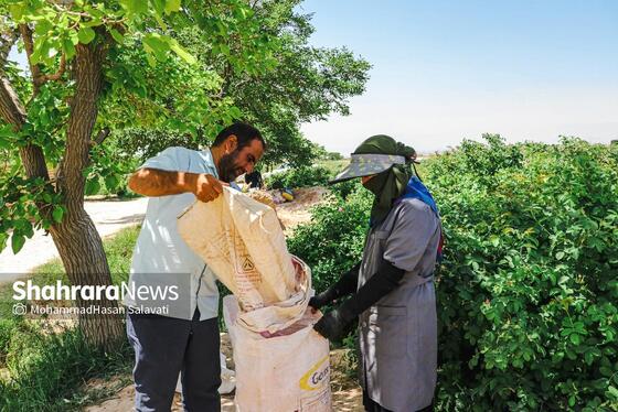 گزارش تصویری | برداشت گل محمدی از روستای فرخد «قمصر خراسان»