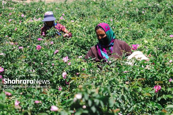 گزارش تصویری | برداشت گل محمدی از روستای فرخد «قمصر خراسان»