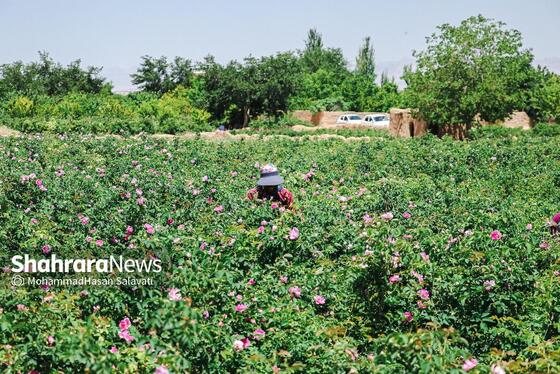 گزارش تصویری | برداشت گل محمدی از روستای فرخد «قمصر خراسان»