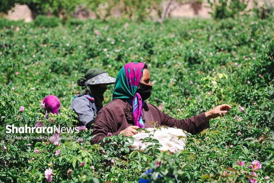 گزارش تصویری | برداشت گل محمدی از روستای فرخد «قمصر خراسان»