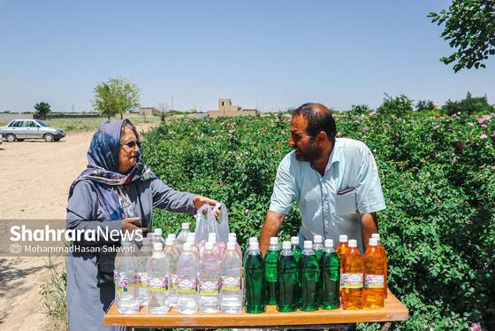 گزارش تصویری | برداشت گل محمدی از روستای فرخد «قمصر خراسان»