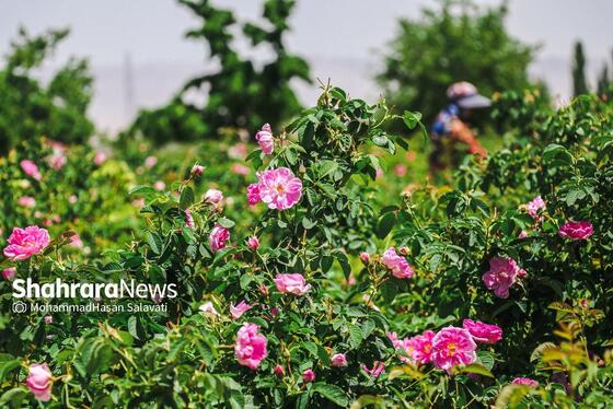 گزارش تصویری | برداشت گل محمدی از روستای فرخد «قمصر خراسان»