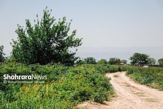 گزارش تصویری | برداشت گل محمدی از روستای فرخد «قمصر خراسان»