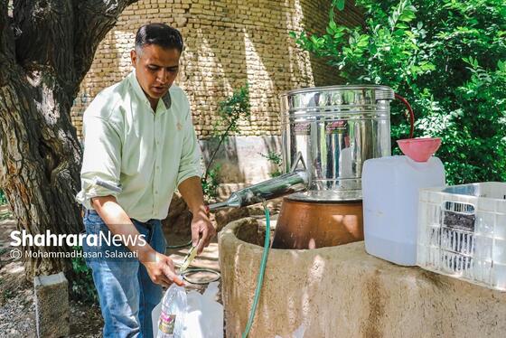 گزارش تصویری | برداشت گل محمدی از روستای فرخد «قمصر خراسان»