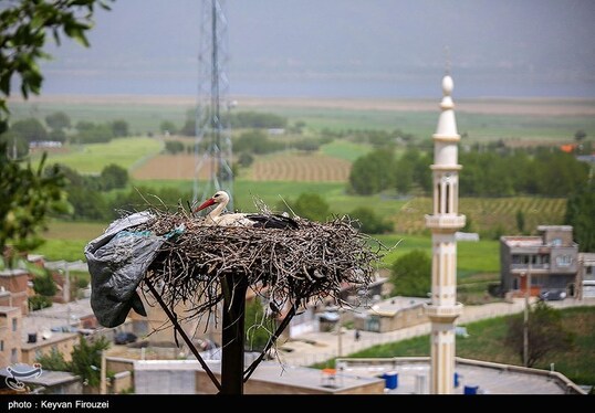 ایران زیباست | همزیستی لک‌لک‌ها و انسان در روستای دره‌تفی - مریوان
