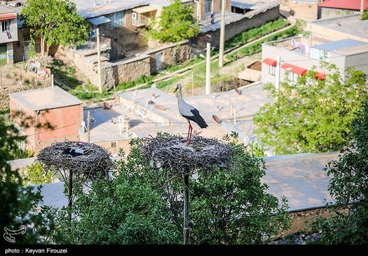ایران زیباست | همزیستی لک‌لک‌ها و انسان در روستای دره‌تفی - مریوان