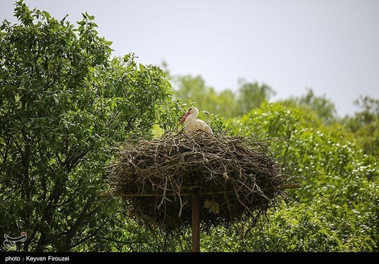 ایران زیباست | همزیستی لک‌لک‌ها و انسان در روستای دره‌تفی - مریوان