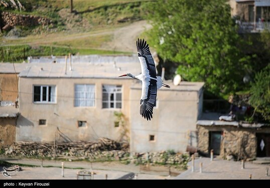 ایران زیباست | همزیستی لک‌لک‌ها و انسان در روستای دره‌تفی - مریوان