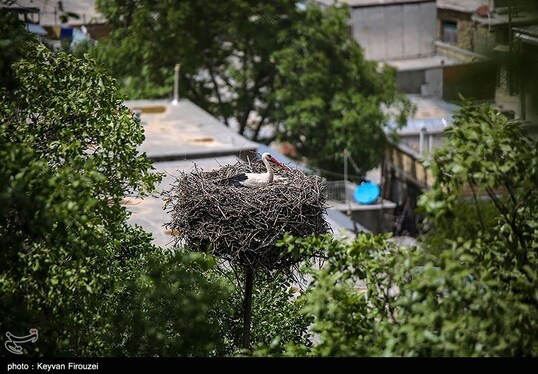 ایران زیباست | همزیستی لک‌لک‌ها و انسان در روستای دره‌تفی - مریوان