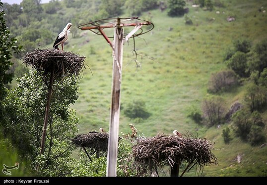 ایران زیباست | همزیستی لک‌لک‌ها و انسان در روستای دره‌تفی - مریوان