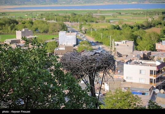 ایران زیباست | همزیستی لک‌لک‌ها و انسان در روستای دره‌تفی - مریوان