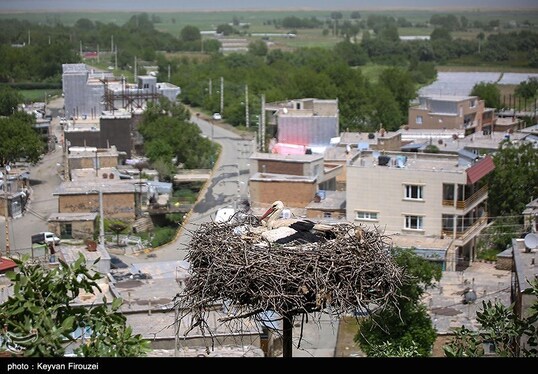 ایران زیباست | همزیستی لک‌لک‌ها و انسان در روستای دره‌تفی - مریوان